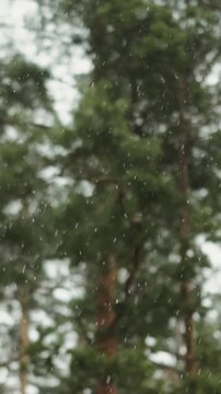 Vertical video. First snowflakes drift before a softly blurred pine forest, marking winter's arrival.