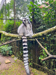 Fototapeta premium Ring-tailed lemur perched on a tree branch, displaying its distinctive black-and-white striped tail, an iconic primate native to Madagascar and a symbol of wildlife conservation.