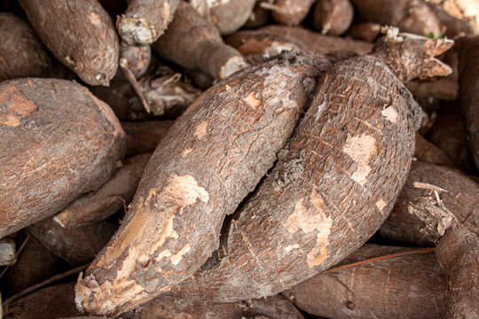 Ra&iacute;zes de mandioca rec&eacute;m-colhidas na agricultura familiar em Pernambuco, Brasil