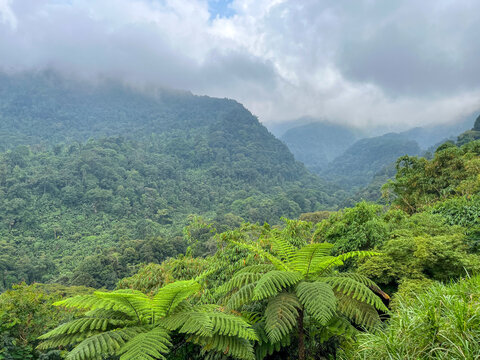 Natural forest landscape on the slopes of Mount Gede near Puncak Bogor, featuring dense tropical vegetation, misty mountain ridges, and a serene untouched environment.