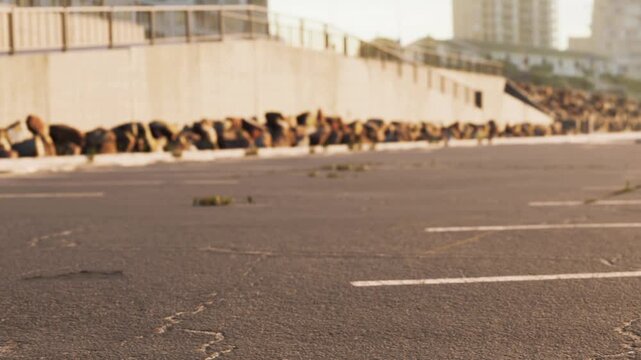 Many dogs are sitting and lying down in a line along a parking lot. They are near a concrete wall during the evening. The sunset casts warm light on the scene.