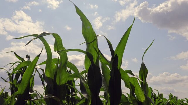 crop maize