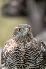 Fototapeta premium Common goshawk (Accipiter gentilis) photographed in Spain