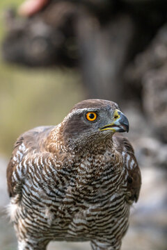 Common goshawk (Accipiter gentilis) photographed in Spain