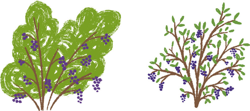Cute hand drawn blueberry bushes set with green leaves and berries isolated on white background. Vector illustration in naive childlike crayon or pencil style for kid book.