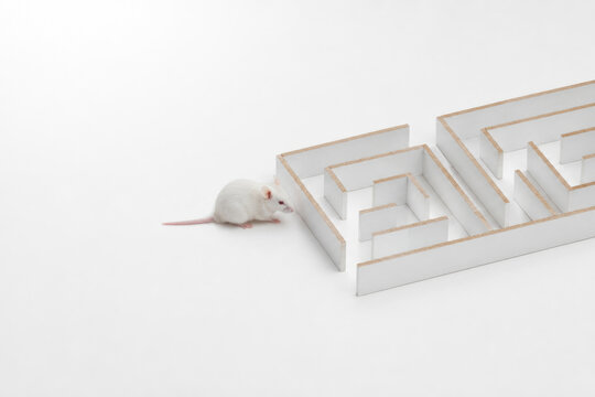 White mouse approaches a geometric maze entrance. Space for text.
