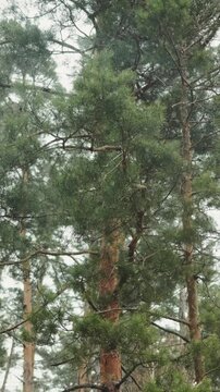 Vertical video. Gentle first snow falls through tall pine trees in a quiet forest.