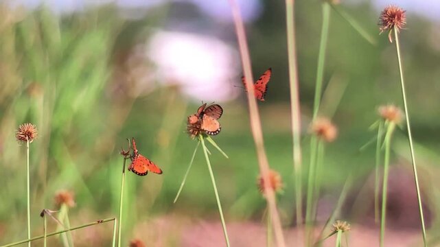 Close-up shot of small brown butterflies fluttering and landing on green grass stalks. Captured in high frame rate slow motion.