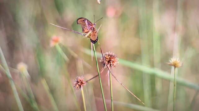 A close up of an injured butterfly with a broken wing resting on a green plant stem, while a second butterfly flies around it in a lush green meadow.