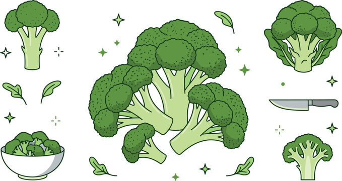 Fresh green broccoli vector set featuring whole heads, cut florets, organic leaves, kitchen knife, and vegetable bowl isolated on white background