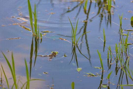 Bombina variegata &ndash; a species of European amphibian in a body of water