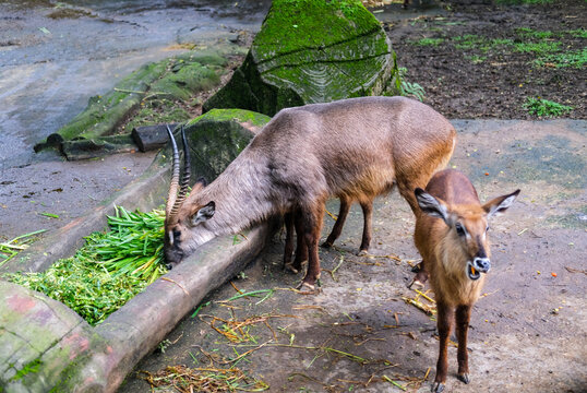 Two young deer foraging beside a fallen tree in a naturalistic enclosure, surrounded by lush vegetation and damp ground, showcasing peaceful wildlife and natural animal behavior.