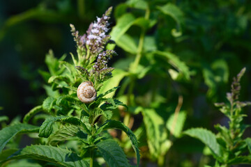 Small snails on flowering mint plants. Close up. © iytokar