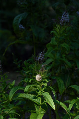 Small snails on flowering mint plants. Close up. © iytokar