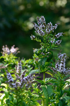 Blooming juicy fresh mint in the garden. Close up.