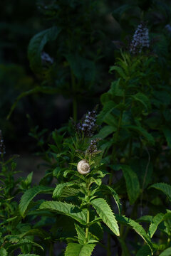 Small snails on flowering mint plants. Close up.