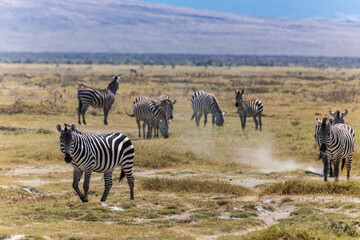 Obraz premium Arusha, Tanzania - 10 July 2026 - zebras in the Ngorongoro Crater