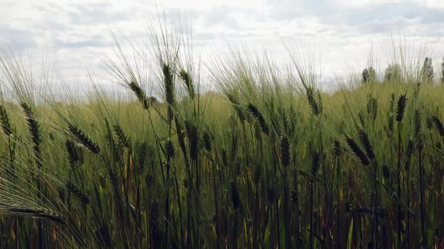 oat field plant