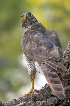 Common goshawk (Accipiter gentilis) photographed in Spain
