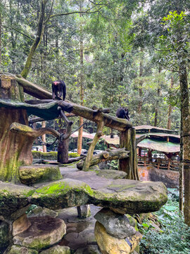 Artificial primate habitat surrounded by lush tropical vegetation, featuring wooden climbing structures and elevated shelters designed to provide a naturalistic environment for primates.