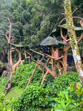 Artificial primate habitat surrounded by lush tropical vegetation, featuring wooden climbing structures and elevated shelters designed to provide a naturalistic environment for primates.