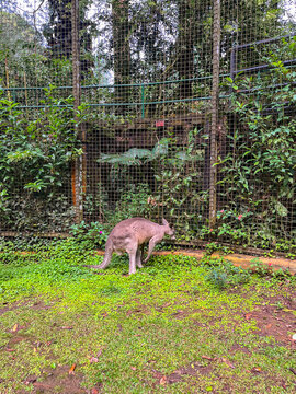 Kangaroo roaming inside a spacious natural enclosure, surrounded by lush greenery and tall trees, showcasing a comfortable wildlife habitat designed to support natural animal behavior.