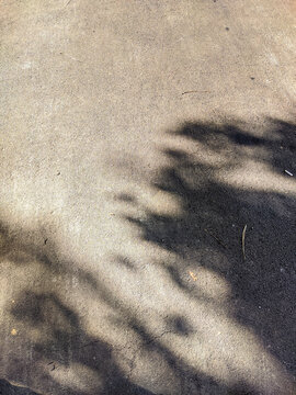 Abstract shadow of tree foliage cast across a sunlit concrete surface, creating an organic pattern of light and darkness with a minimalist composition and peaceful outdoor atmosphere.