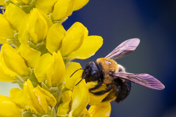 bee on yellow flower © Michael Richard