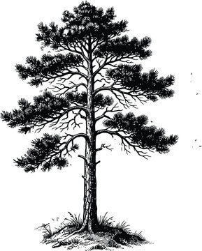 Pine Tree Silhouette Against White Background Detailed Engraving Style