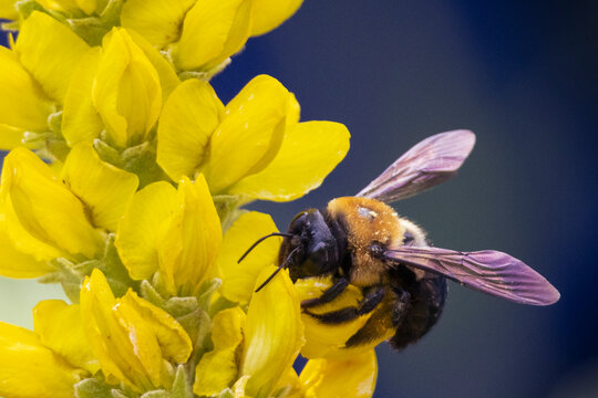bee on yellow flower