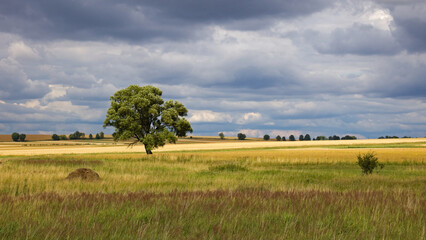 Fototapeta premium Lonely tree in the field
