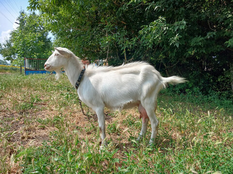 Full body side view of a white domestic goat standing on green grass