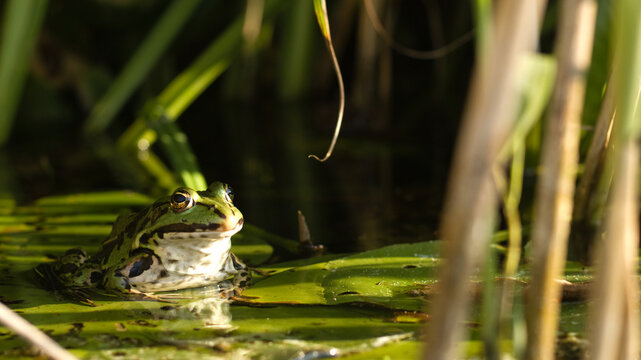 Frog in natural habitat. Frog, frog sitting on a lake at spring. Rana lessonae, lake frog.