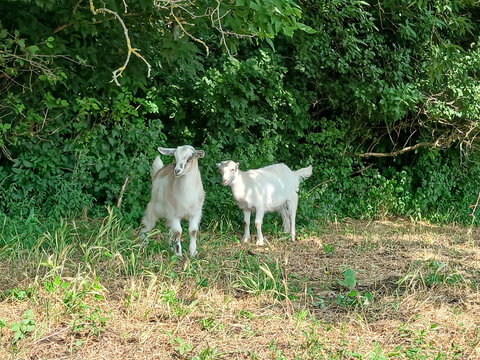 Two cute young white goats standing together in a grassy rural pasture