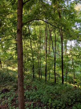 Lush green summer forest landscape with tall trees and vibrant green foliage