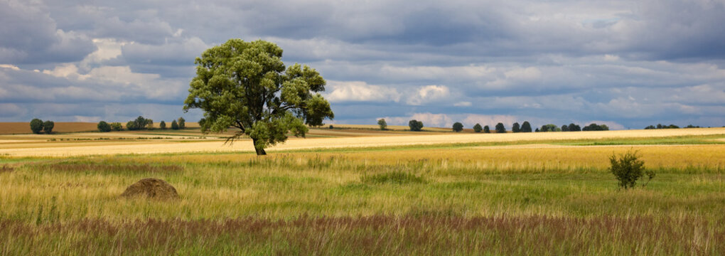 Lonely tree in the field