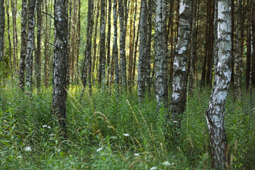 Birch forest in spring, sunset time. © Solar 760L