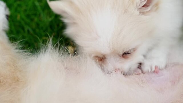 Two spitz puppies playing and biting each other playfully, energetic pet interaction, playful pet scene.