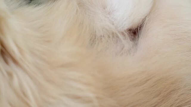 Close up of spitz mother nursing her tiny puppy, warm family atmosphere, pet care concept.