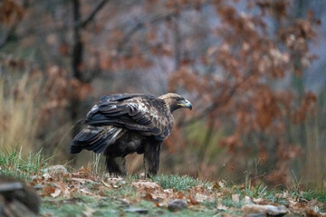 Fototapeta premium Golden eagle (Aquila chrysaetos) photographed in Spain