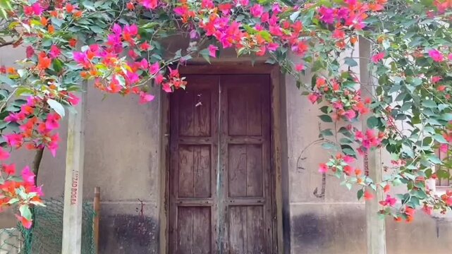 old wooden door with flowers | Rustic wooden door decorated with blooming pink bougainvillea flowers.
