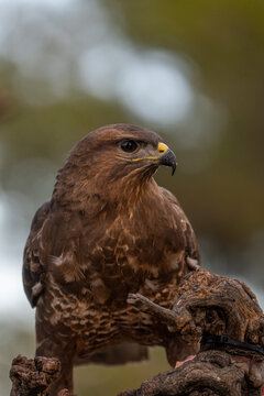 Common buzzard (Buteo buteo) photographed in Spain