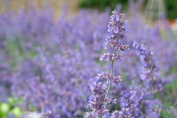 Fototapeta premium Close up of lesser cat mint (nepeta nepetella) flowers in bloom