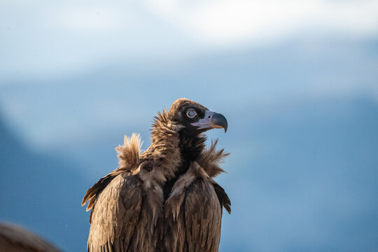 Black vulture (Aegypius monachus) photographed in Spain