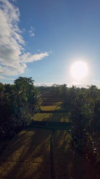 Vertical video. Aerial Perspective of Tegallalang Rice Terrace Under Bright Sunlight Casting Long Shadows Across Tropical Landscape in Bali, Peaceful Countryside And Agriculture