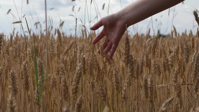 wheat field harvest demonstration