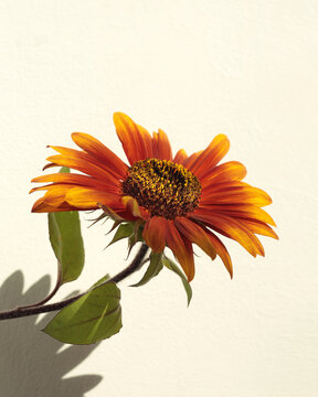Art decorative red, orange Sunflower Flower pestle; stamen; petals on beige. Minimalist still life. Light and shadow sunlight window aesthetic natural background.