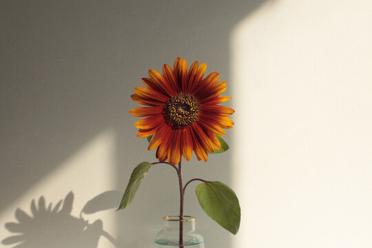 Art decorative red, orange Sunflower Flower on vase in gray, white, beige interior wall. Minimalist still life. Light and shadow sunlight window aesthetic natural background.