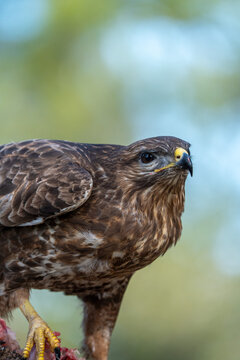 Common buzzard (Buteo buteo) photographed in Spain