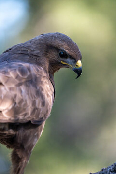 Common buzzard (Buteo buteo) photographed in Spain